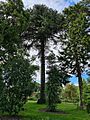 Mature Monkey Puzzle Tree Kilmacurragh, Wicklow Ireland