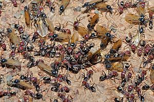 Meat eater ant nest swarming