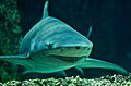 Negaprion acutidens sydney2