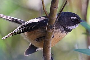 New Zealand Fantail or Piwakawaka 05