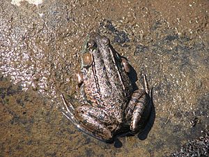 Northern Green Frog, Sturgeon River