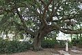 Oak tree at Kent House in Alexandria, LA IMG 4245