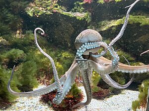 Octopus vulgaris - 5915