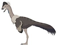 Ojoraptorsaurus boerei profile reconstruction.jpg