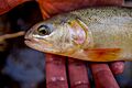 Oncorhynchus gilae gilae FWS 23925