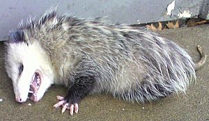 Opossum2