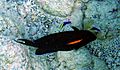 OrangeBand Surgeonfish