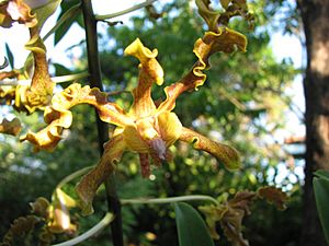 Orchidée 6.jpg