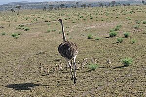 Ostrich hen with chicks, northern Serengeti