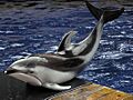 Pacific white-sided dolphin va 2