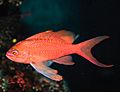 Palma Aquarium - Pez anthias