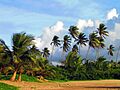 Palmar en la Playa Sardinera - Hatillo, Puerto Rico - panoramio