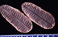 Pecopteris villosa