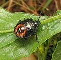 Perillus nymph