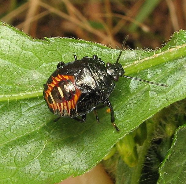Perillus nymph