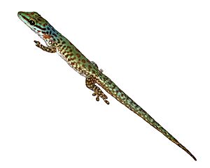 Phelsuma guttata.jpg