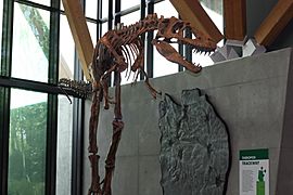 Philip J. Currie Gorgosaurus