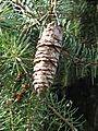 Picea breweriana mature cone