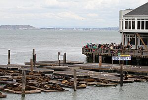 Pier 39 Sealions, SF, CA, jjron 26.03.2012