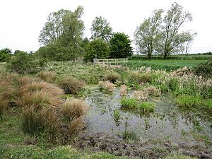 Pond on Great Wilbraham Common - geograph.org.uk - 1308564