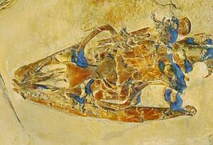 Pontosaurus kornhuberi skull 34