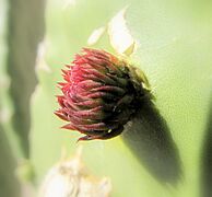 Prickly pear leaf bud