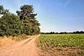 Private farm track at Tuddenham - geograph.org.uk - 207870