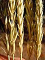 Psathyrostachys juncea or elymus junceus