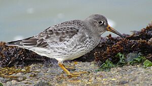 Purple Sandpiper (11603866986)