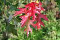 Quercus coccinea Fe1aJPG