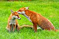 Red Fox (Vulpes vulpes) -British Wildlife Centre-8