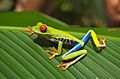 Red eyed tree frog
