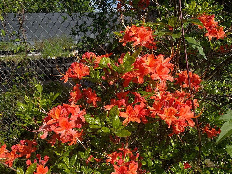 Rhododendron flammeum 2