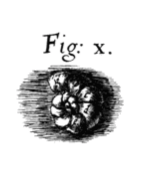 Robert Hooke foraminifera