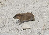 Rock hyrax running