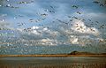 Photograph of a large flock of Ross's Geese taking flight from a lake in Lower Klamath National Wildlife Refuge, with high hills in the distance.