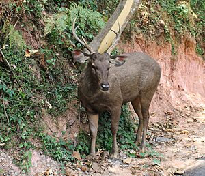 Sambar deer in the Nilgiris