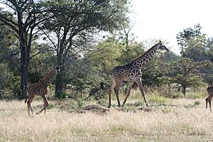 Selous Game Reserve-Giraffes