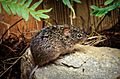 Sigmodon hispidus1