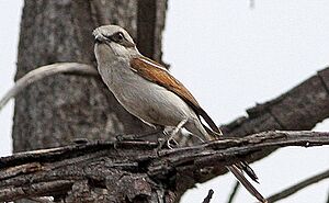 Souza's Shrike (Lanius souzae) (8077352625)~crop.jpg