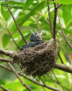 Spangled Drongo nest