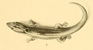 Sphaerodactylus notatus 01-Barbour 1921.jpg