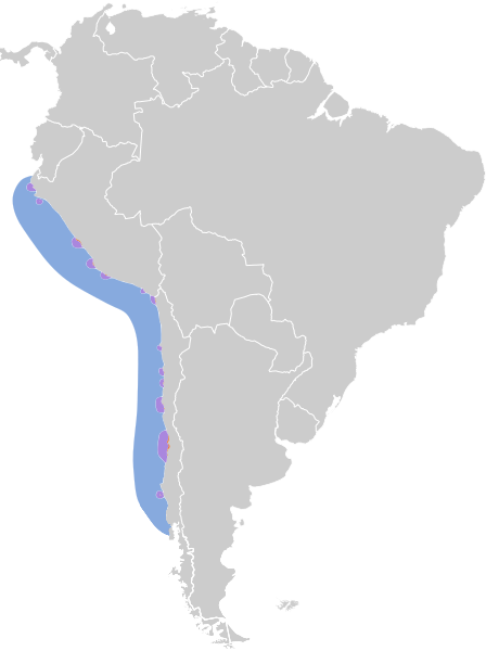 Spheniscus humboldti map