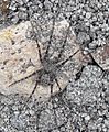 Spider NZ Anoteropsis aerescens