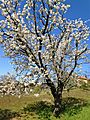 Stablo trešnje Germersdorfer u cvatu