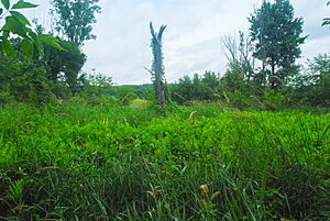 Summerton Bog