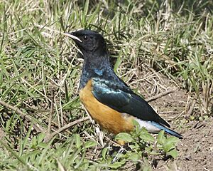 Superb Starling (Lamprotornis superbus) juvenile