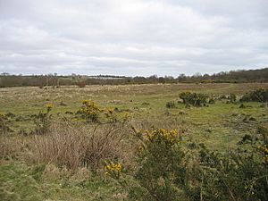 Syderstone Common - geograph.org.uk - 388033.jpg