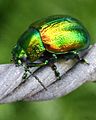 Tansy Beetle (Chrysolina Graminis) in York, UK (cropped)