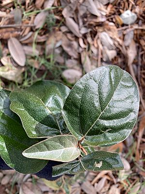 Texabama Croton 1.jpg